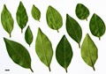 SpeciesSub: var. myrianthum